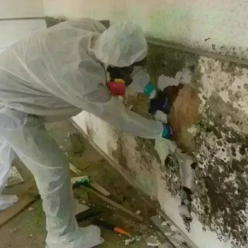 Mold Remediation and Removal in Ruidoso Downs, NM